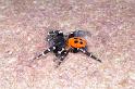 Eresus_sandaliatus_D3044_Z_91_NP De Hoge Veluwe_Nederland
